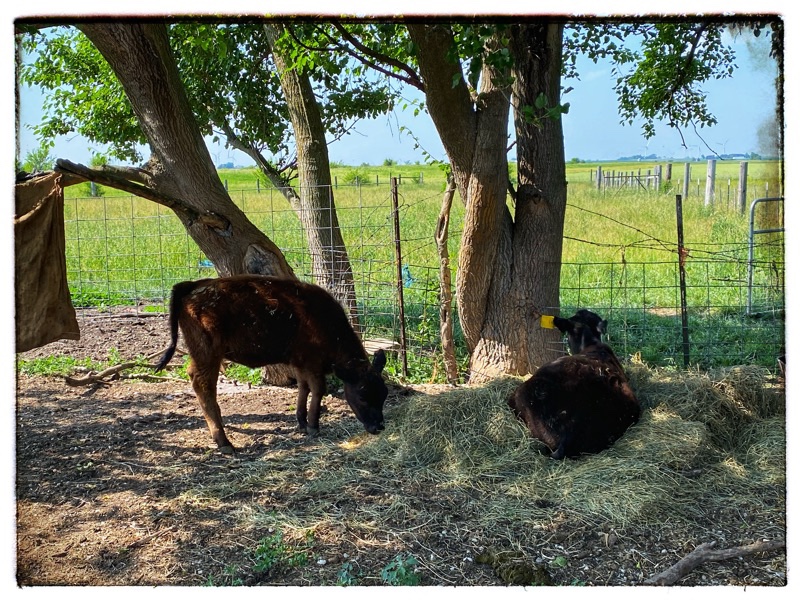 calves under a tree 