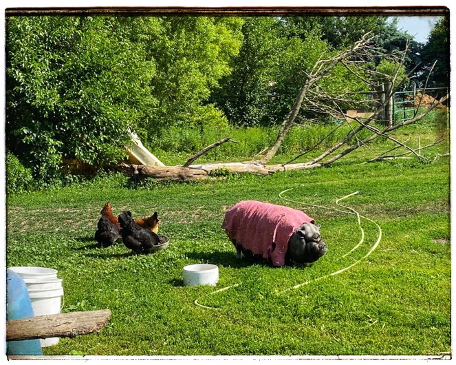 rescue potbelly with red blankie