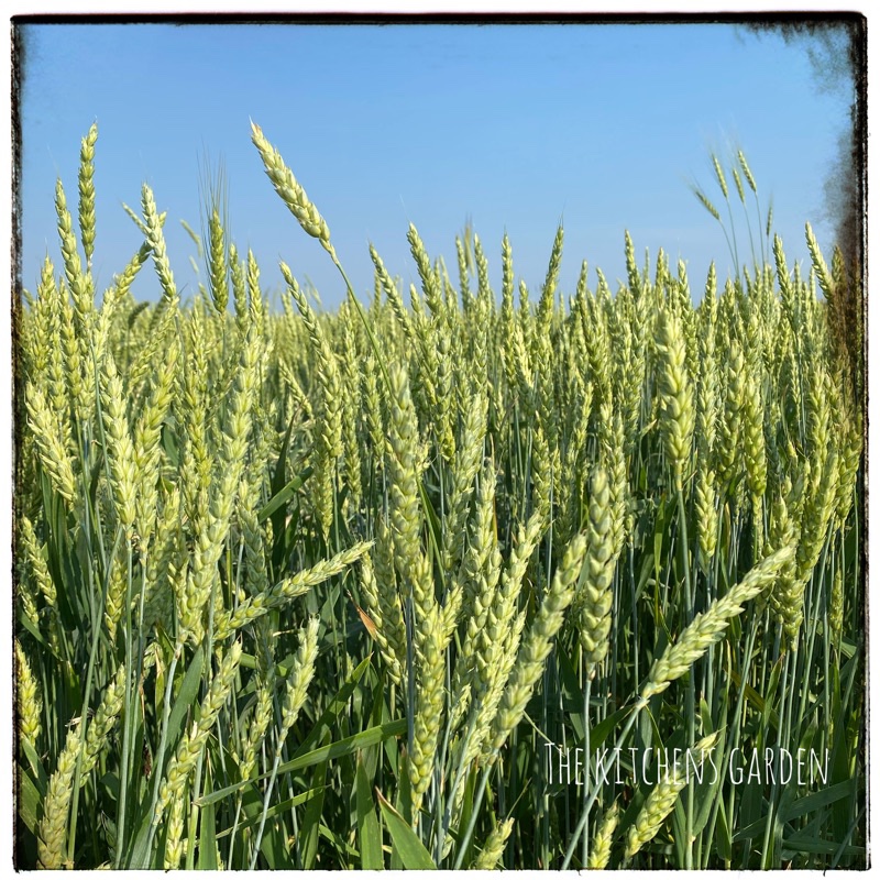 wheat in the field the kitchens garden