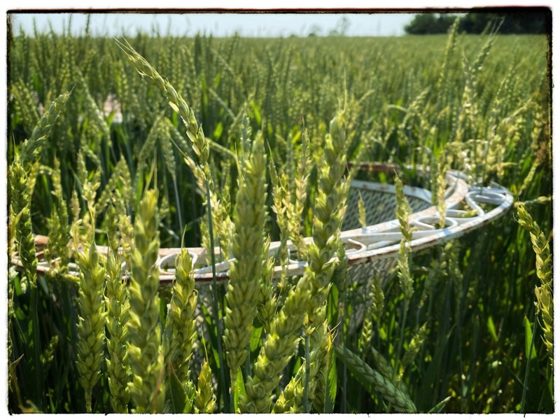 edge of a cast iron chair in wheat