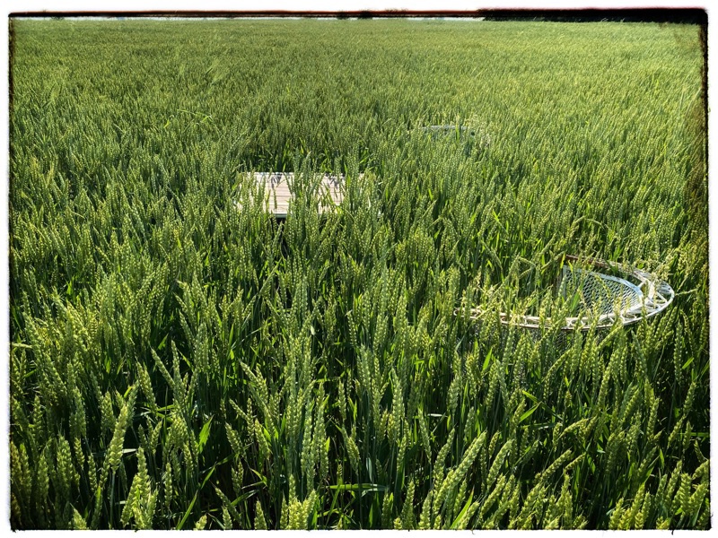 two chairs and a table in a field of wheat 