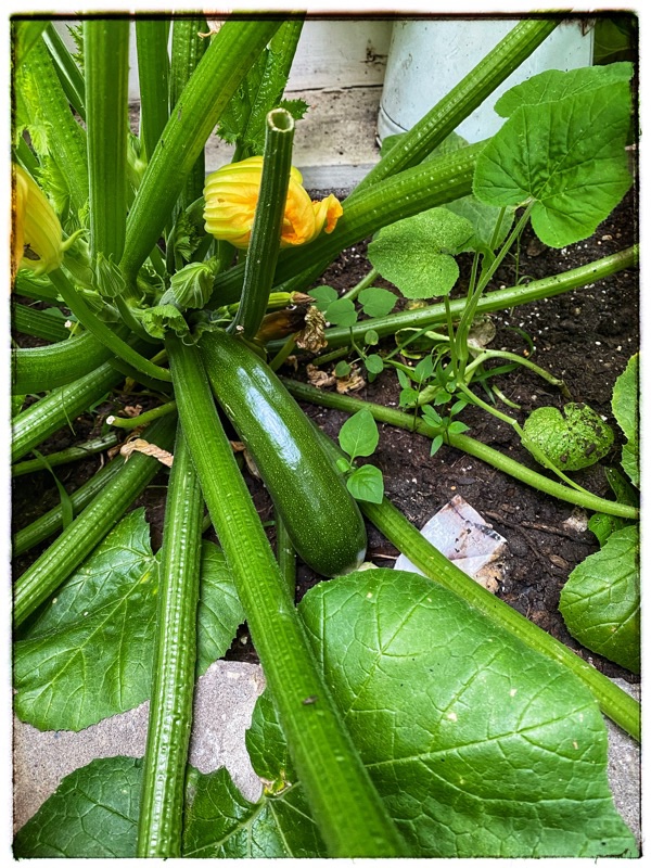 zucchini growing in home glass house