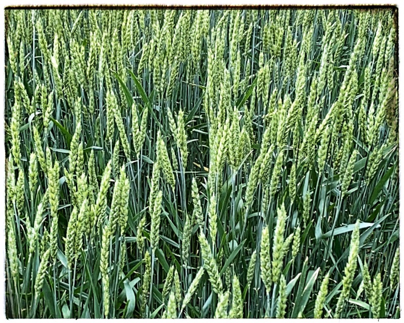 full frame field wheat heading out