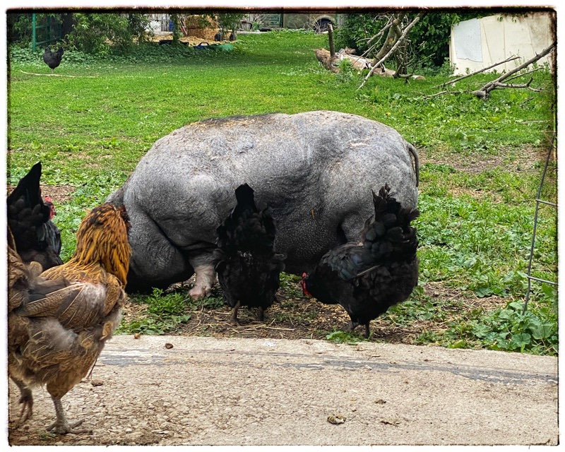 rescue pot belly in field with chickens