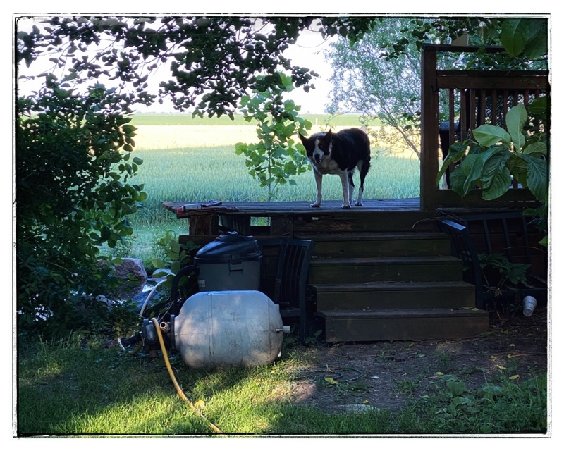 border collie on landing above mess of pond maintenance stuff