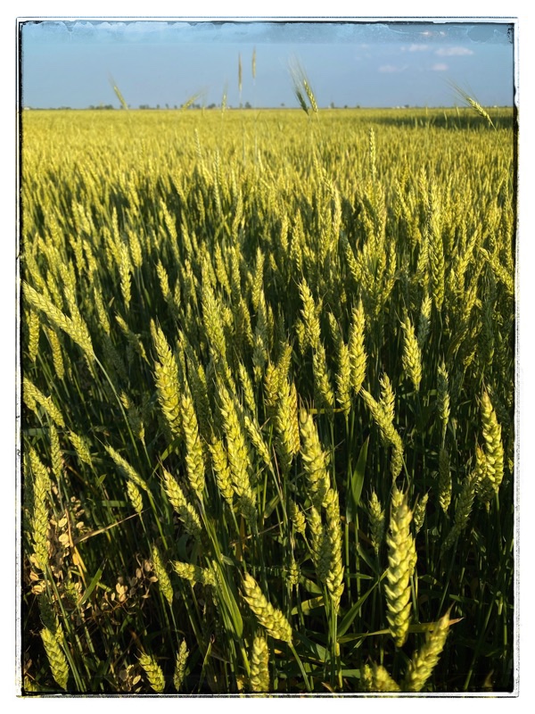 wheat close up in the field