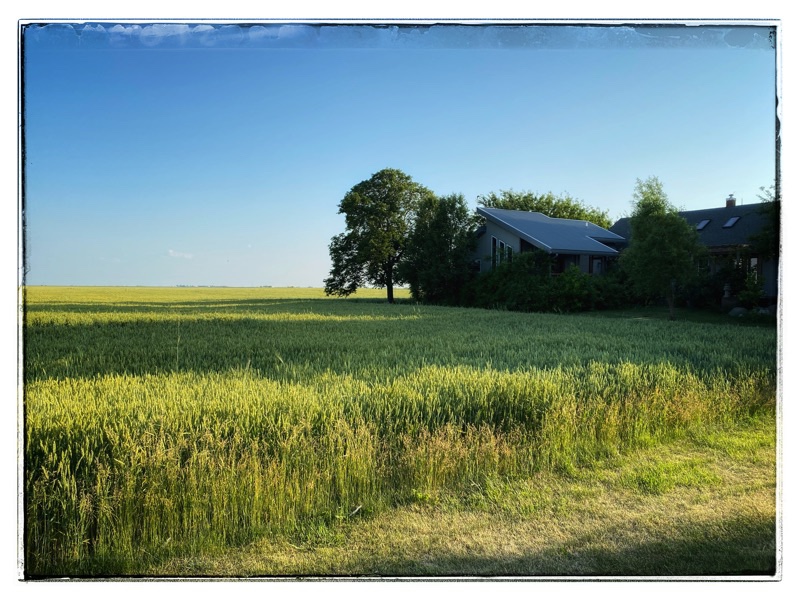 wheat fields in front of house with trees