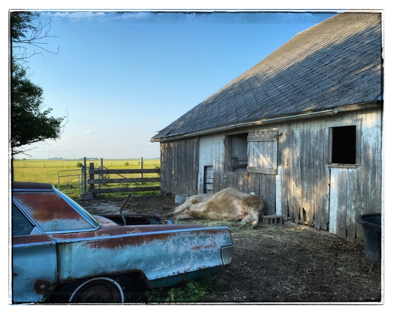 steer lying down like a dog