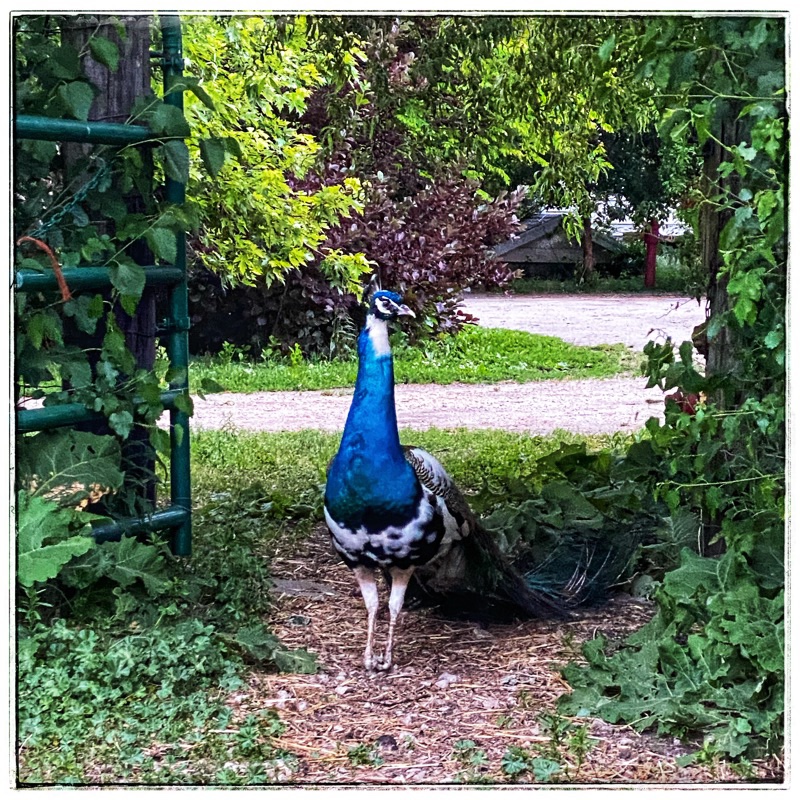 My Flowers the blue peACOCK