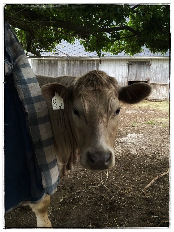 cow in front of old barn