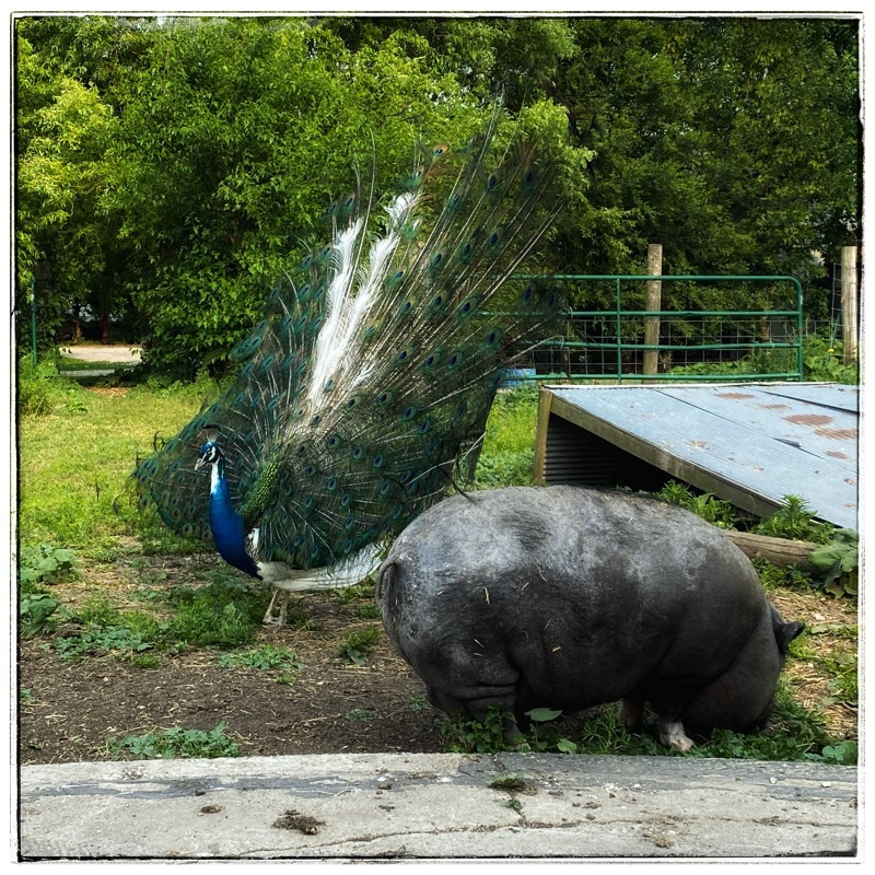 peacock with his tail rising up and black and grey pot belly in front. 