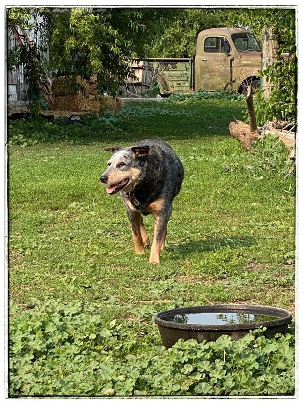 dog walking across grass with old truck behind