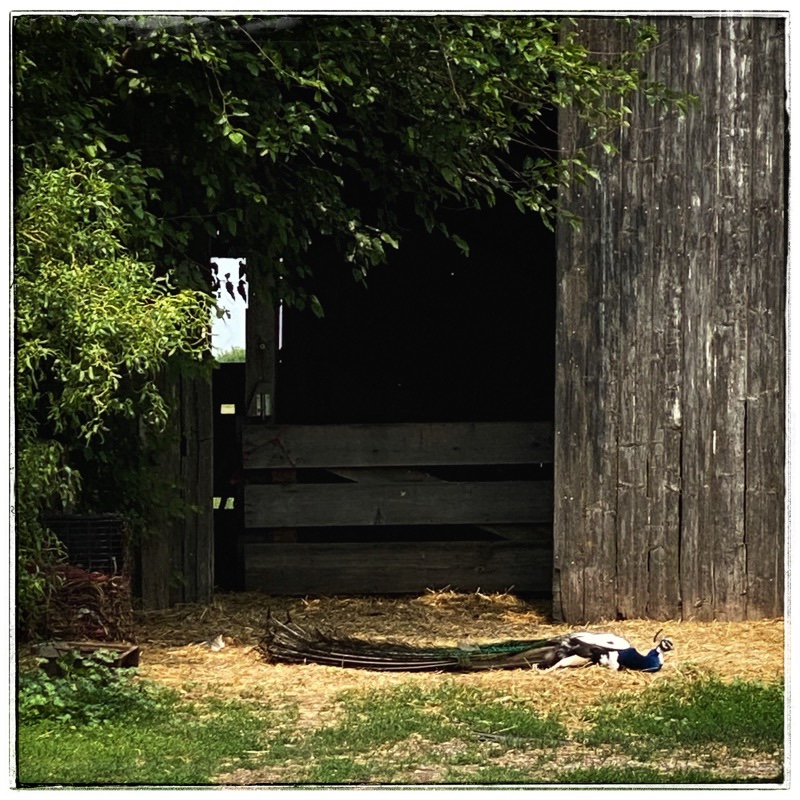 peacock lying down in front of old barn