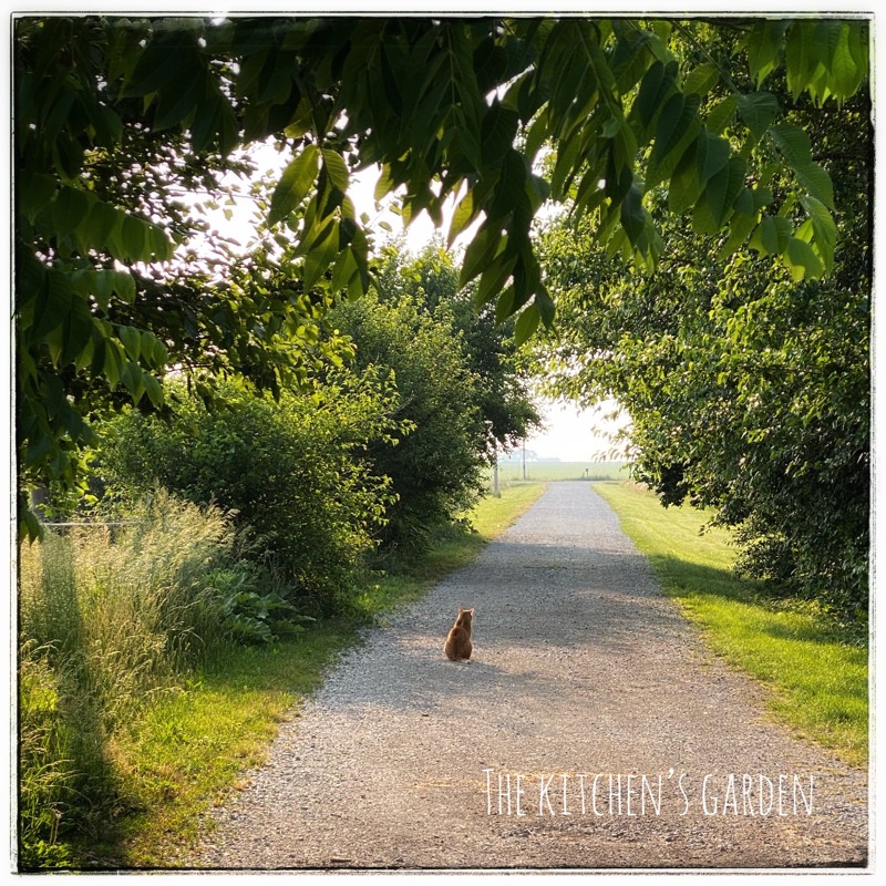cat sitting in driveway