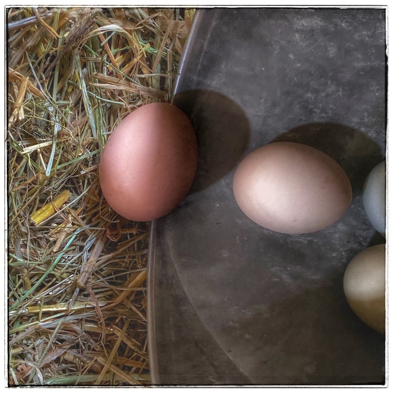 eggs fallen out of bowl into straw