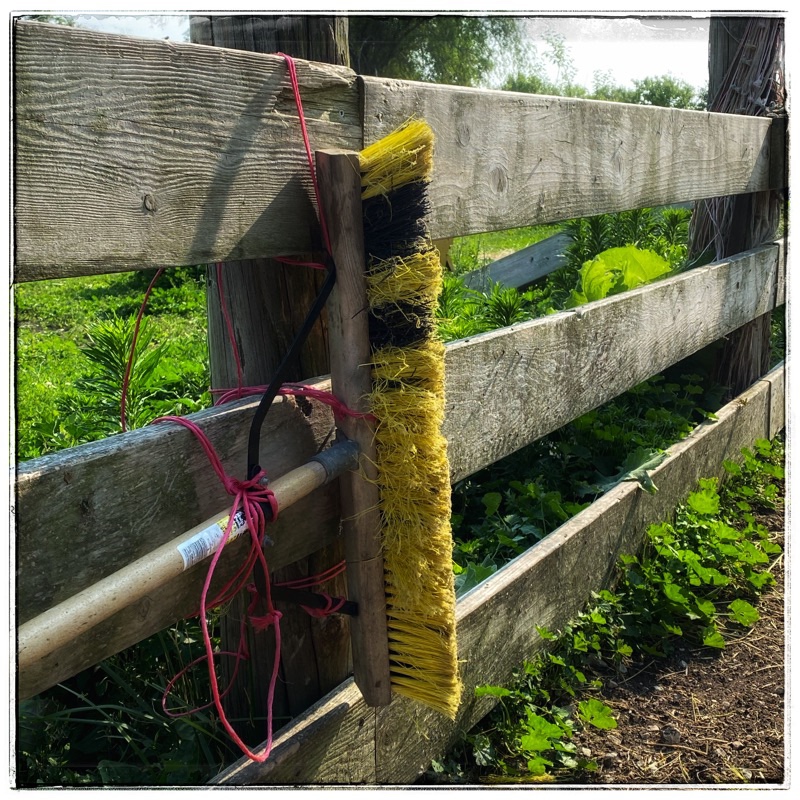 broom handle for cows to scratch on