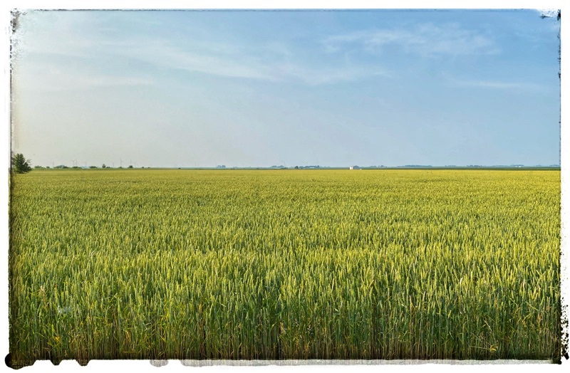 wheat fields 