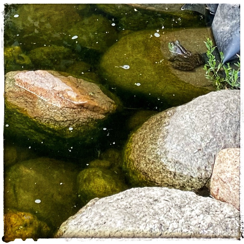 frog in pond