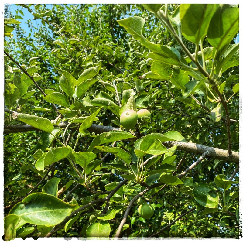 little apples on trees