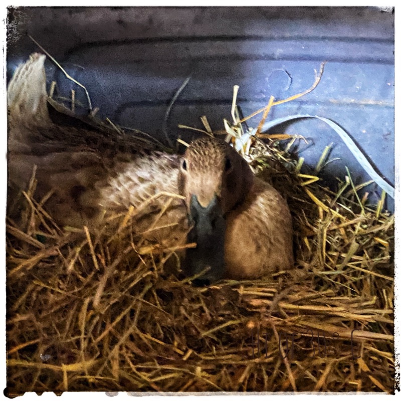 brown such on a nest in the barn