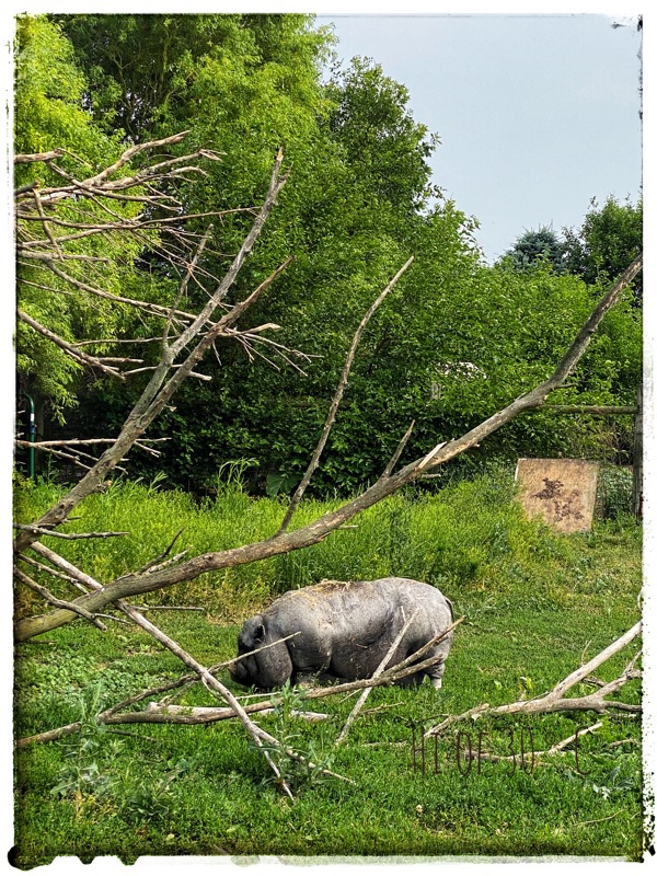 WaiWai in the field :the pot belly pig 