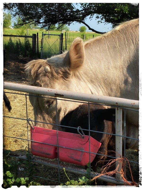 cow and calf sharing food