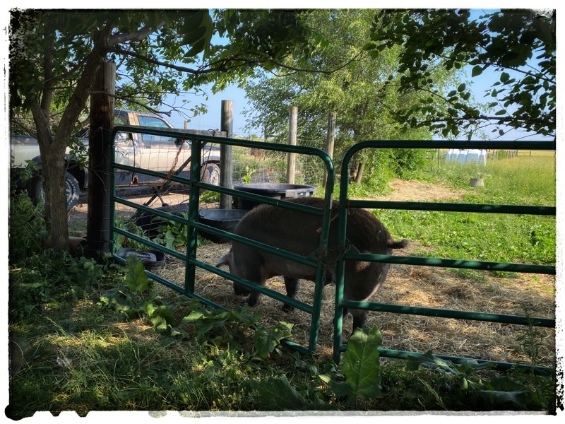 huge hereford hog behind gate in a field