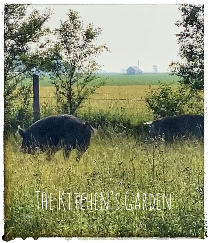 Two huge hogs in a field