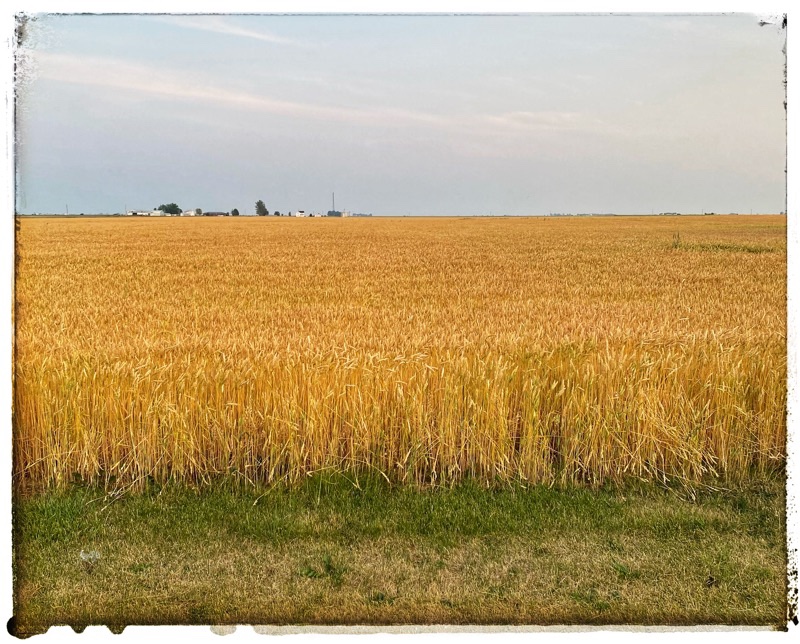 wheat fields in central illinois