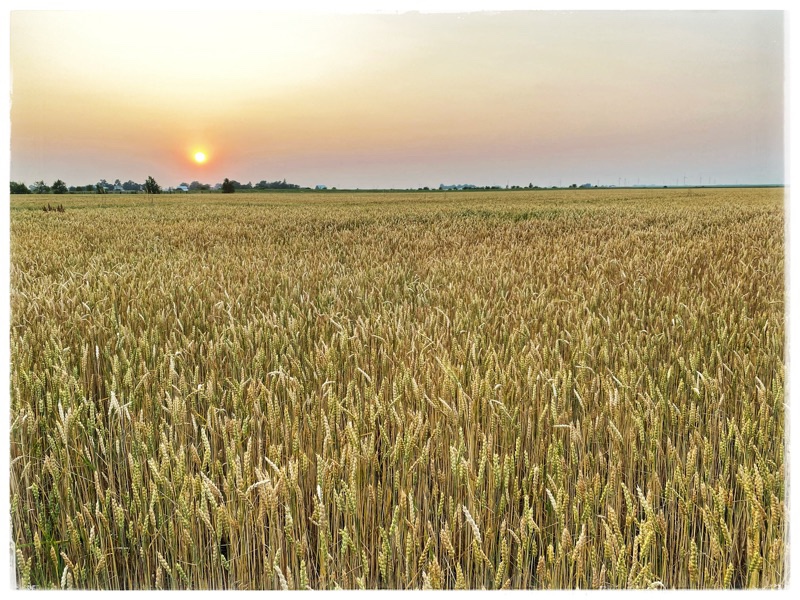 wheat fields in central illinois