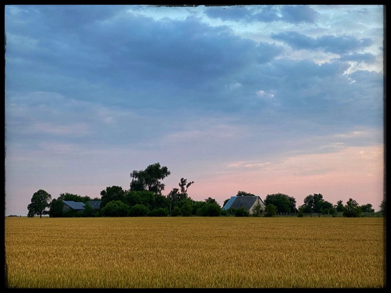 house and barn in a field of wheat