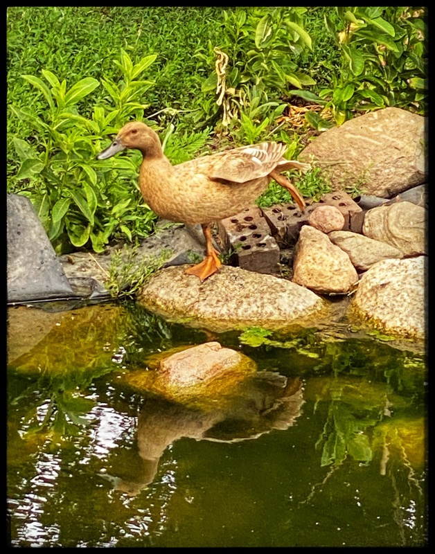 Duck yoga by the pond