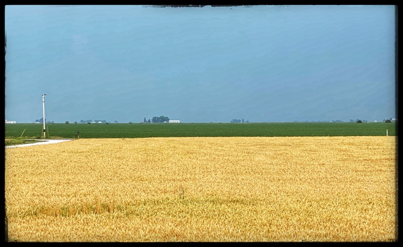 wheat in the field