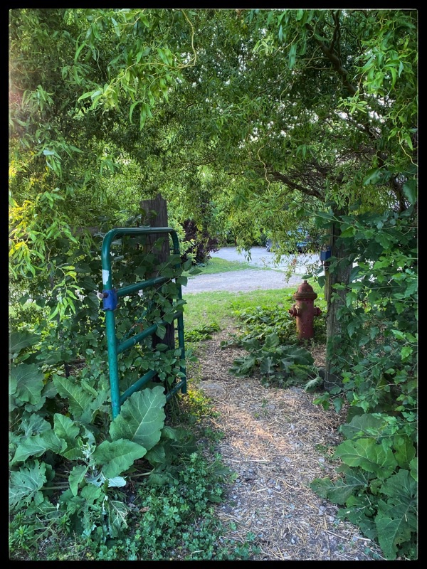looking through a little green gate in the trees 
