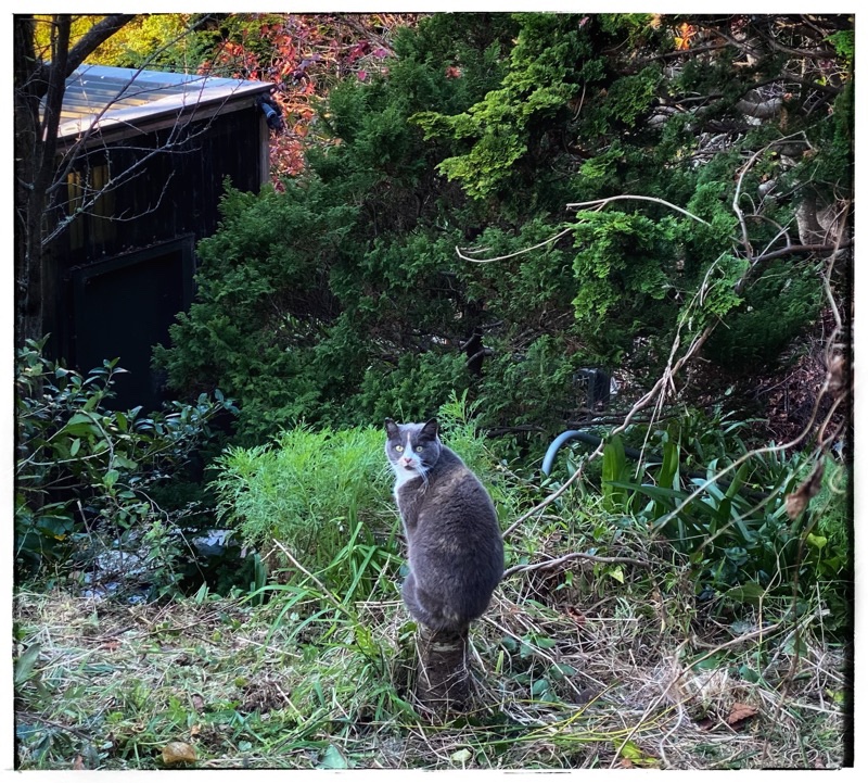 cat in a garden