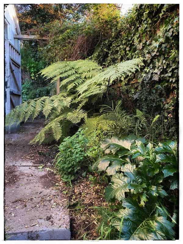 Ponga in fern garden