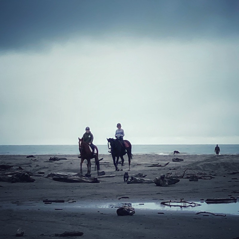 horses on the beach