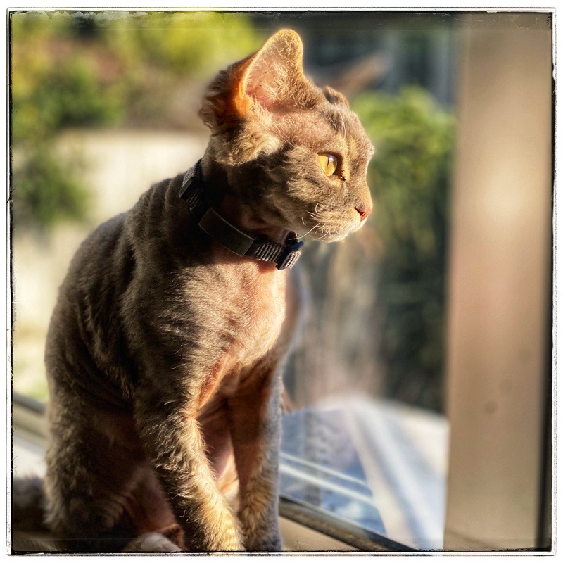 cat looking out the window