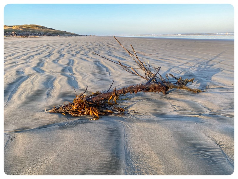 drift wood on beach
