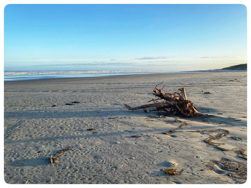 driftwood on beach