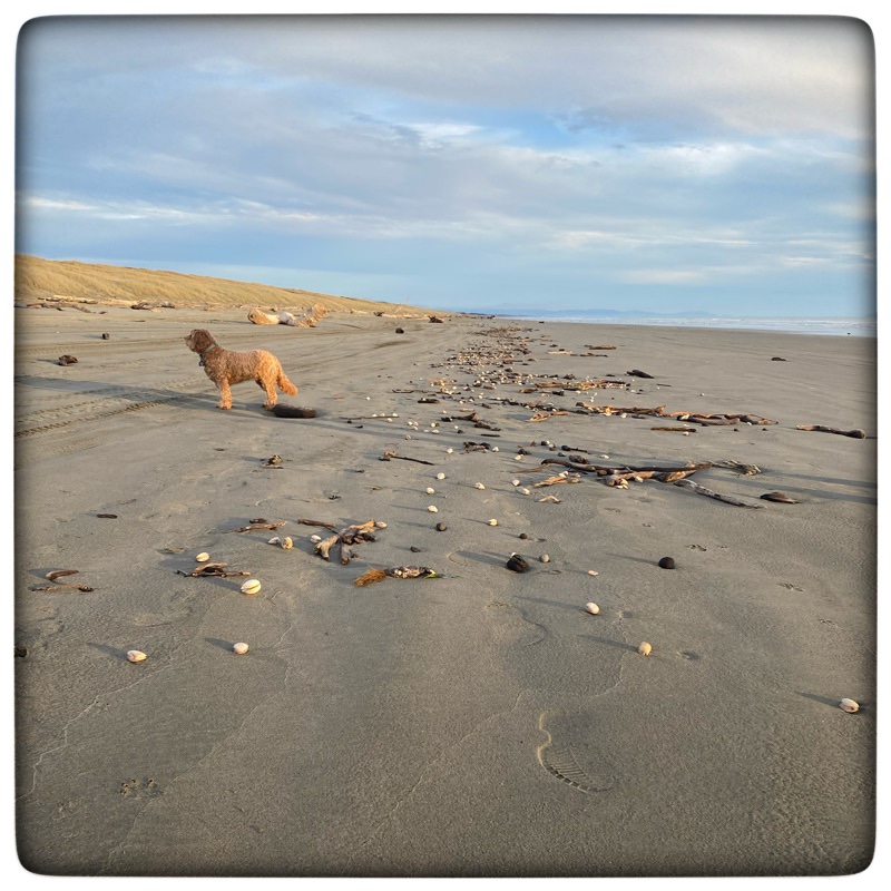 dog on beach