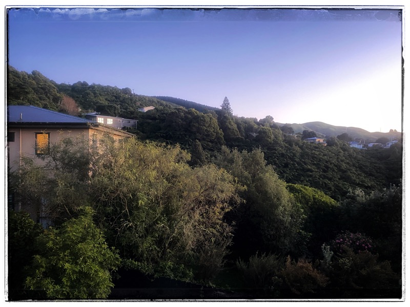 trees and bush around houses in New Zealand