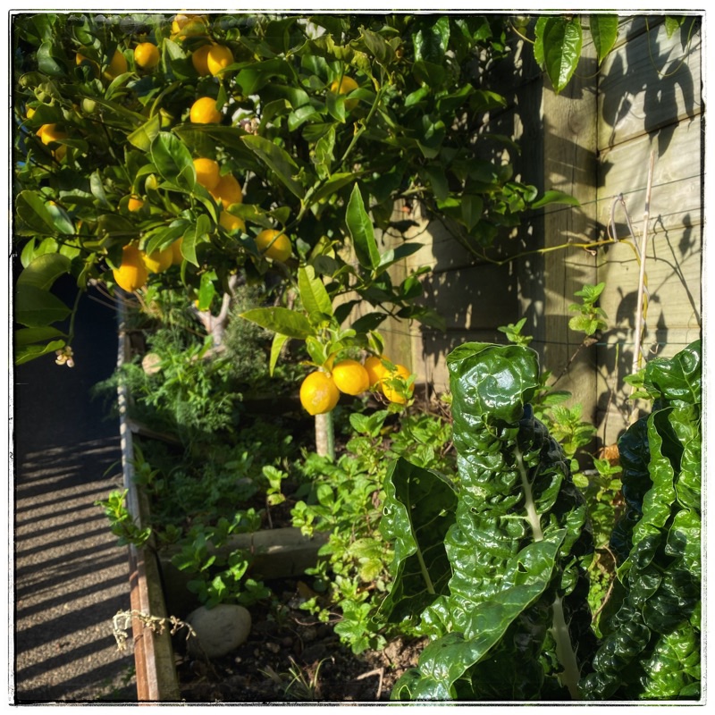 lemon tree and silverbeet in suburban garden