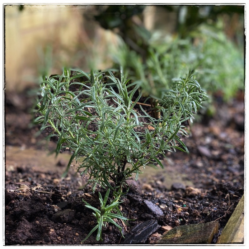 small lavendar plant