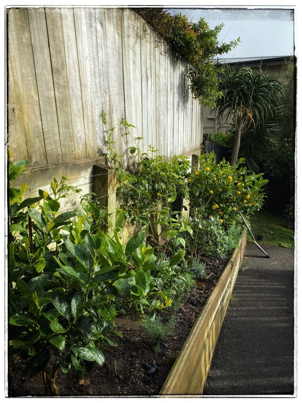 inner city wall garden