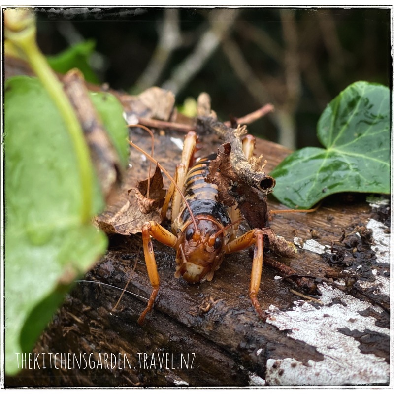 weta close up on wet rainsoaked old hand rail, thekitchensgarden text