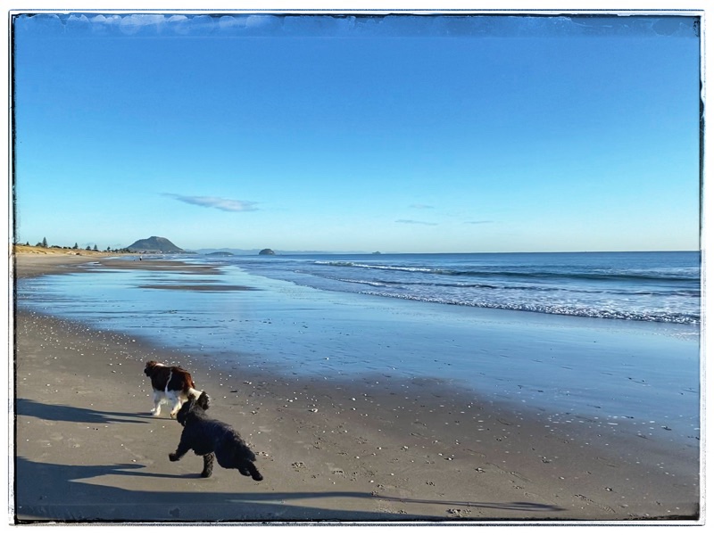 two dogs runnng on beach 