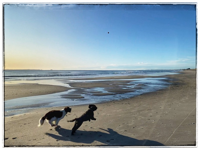 Two dogs on beach, Mount Manganui, New Zealand