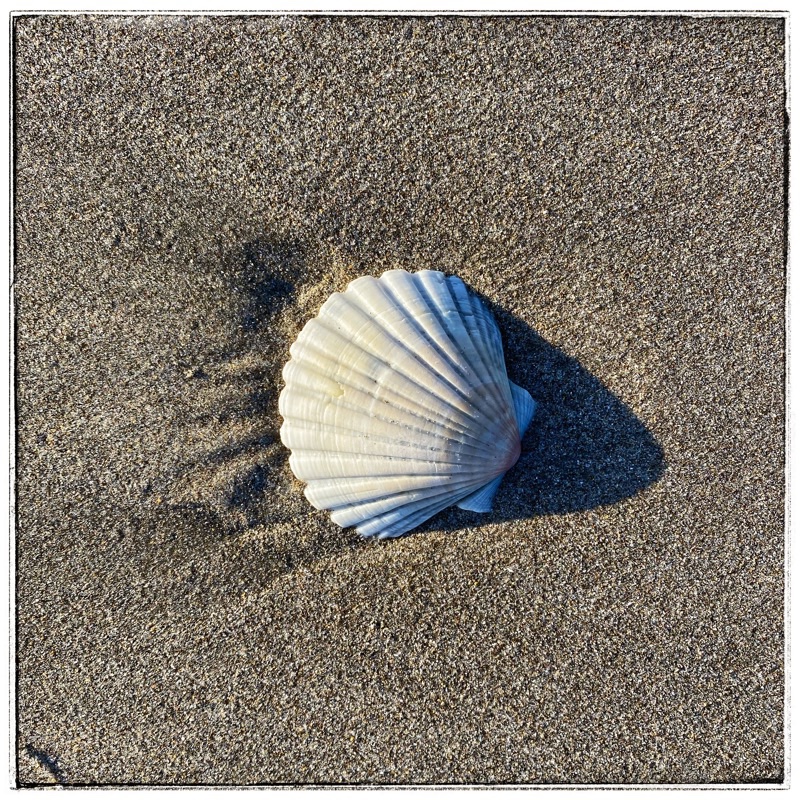one shell on beach