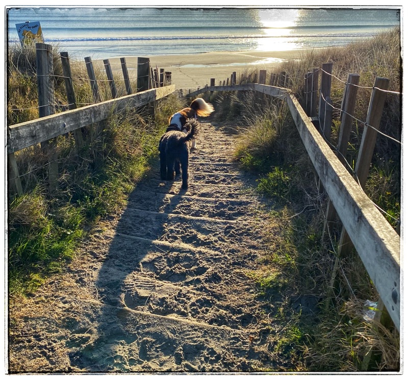 Two dogs walking down to beach
